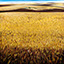 Fields of Gold, painting by Pescatore, subject the wheat fields of eastern Oregon in the Pacific Northwest, acrylic, 44x44, ©2002, category LAND