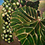 Grape Leaf, painting by Pescatore, subject closeup of bunch grapes on vine shadowed by large grape leaf, acrylic, 12x16, ©2003, category STILL
