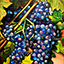 Grapevine, painting by Pescatore, subject blue violet grapes on the vine surrounded by grape leaves, acrylic, 12x16, ©2003, category STILL